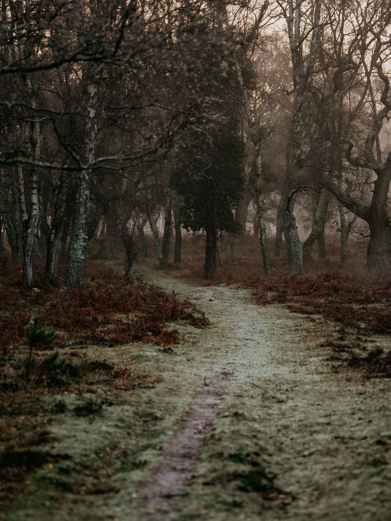Chemin paisible en forêt dans la brume
