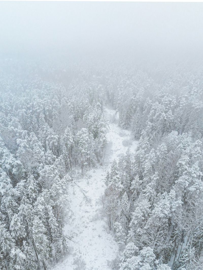 Forêt enneigée et feutrée, silence apaisant