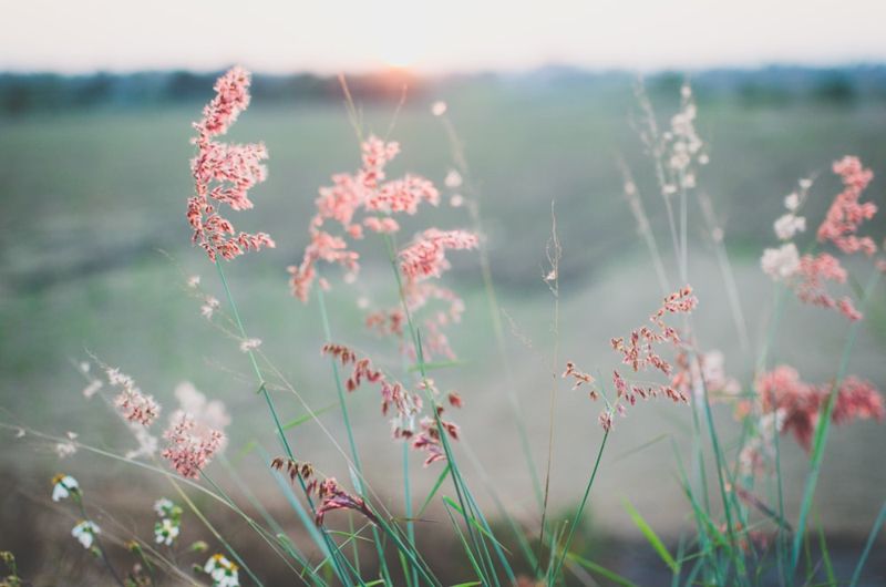 Graminées roses délicates au lever du soleil